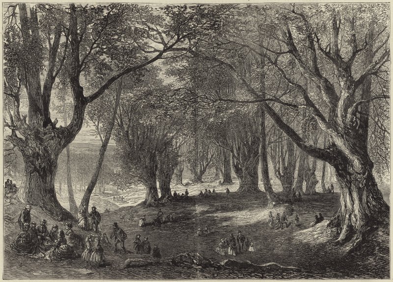 Ein Blick in den Epping Forest von English School