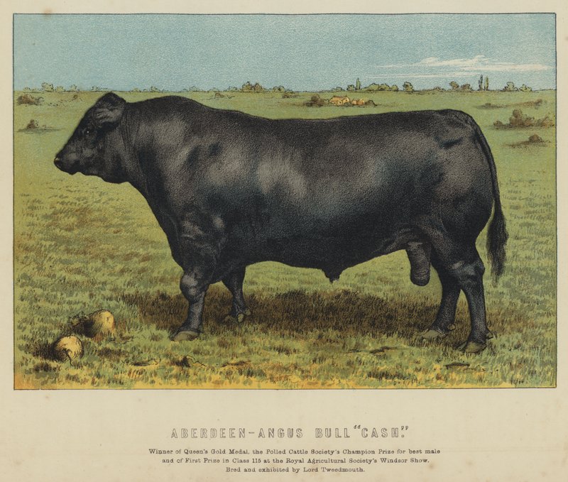 Aberdeen-Angus-Bulle "Cash" von English School