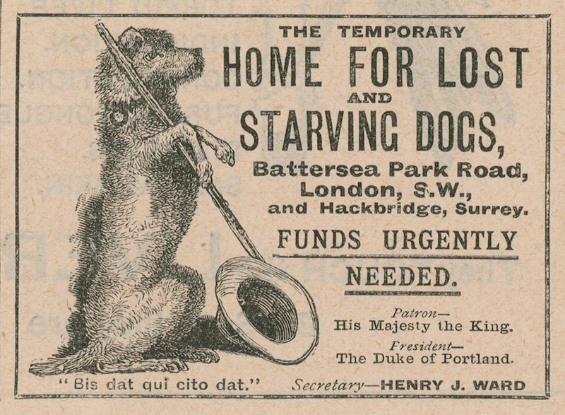 Werbung für das Battersea Dogs Home von English School