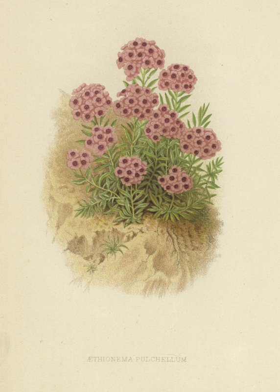 Aethionema pulchellum von English School