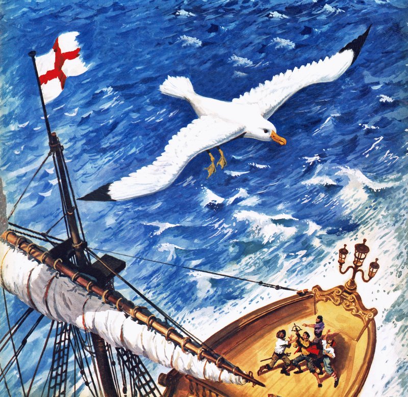 Albatros von English School