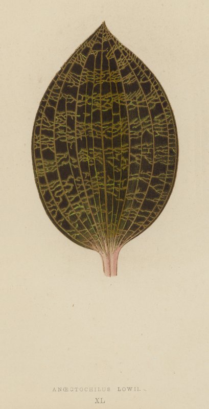 Anoectochilus Lowii von English School