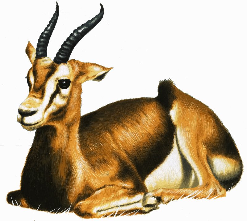 Antilope von English School