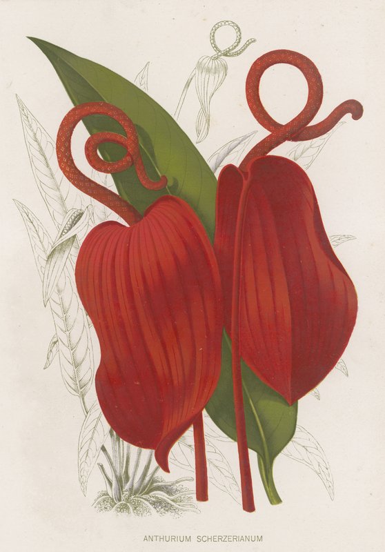 Anthurium Scherzerianum von English School