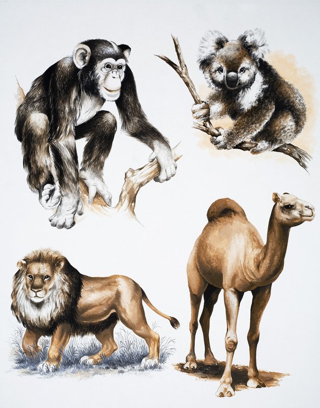 Verschiedene Tiere von English School