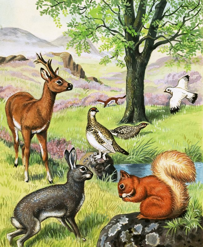 Verschiedene Tiere von English School
