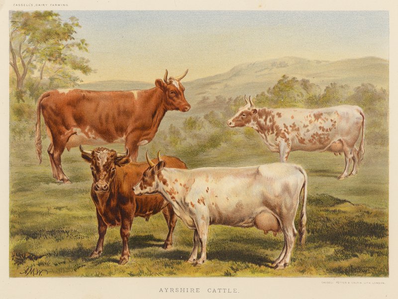 Ayrshire-Rinder von English School