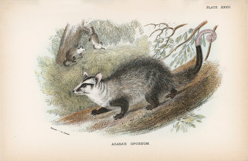 Azaras Opossum von English School