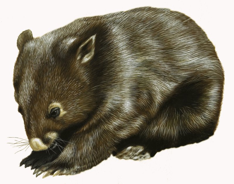 Baby-Opossum von English School