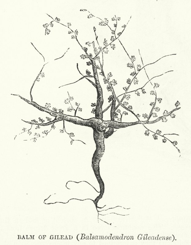 Balsam von Gilead, Balsamodendron Gileadense (Gravur) von English School