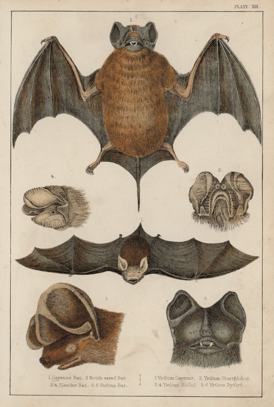 Fledermäuse von English School