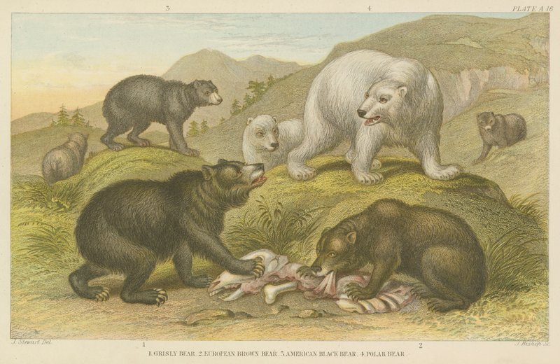 Bären (farbige Gravur) von English School