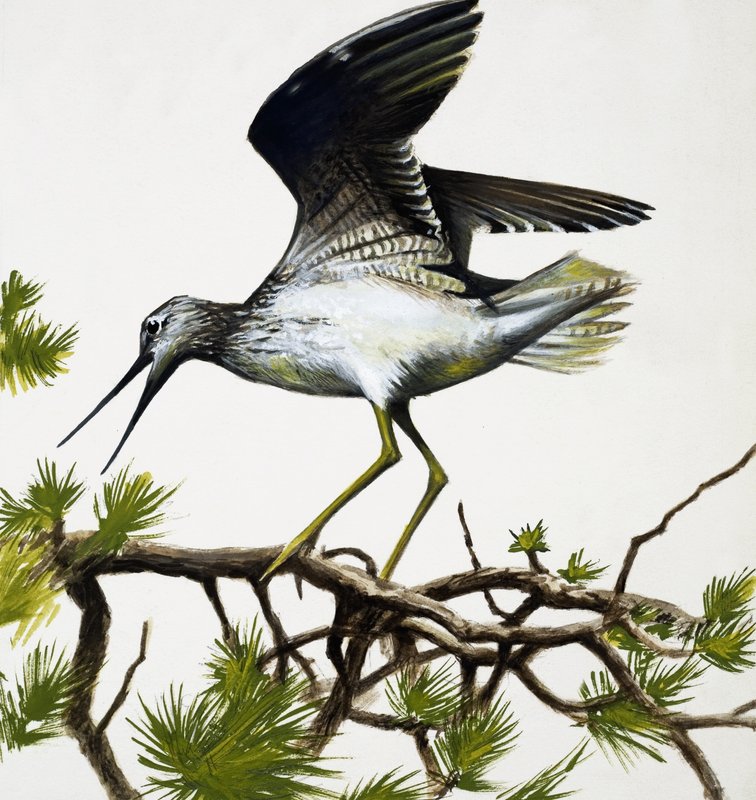 Vogel von English School