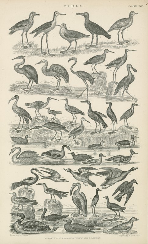 Vögel (Stich) von English School