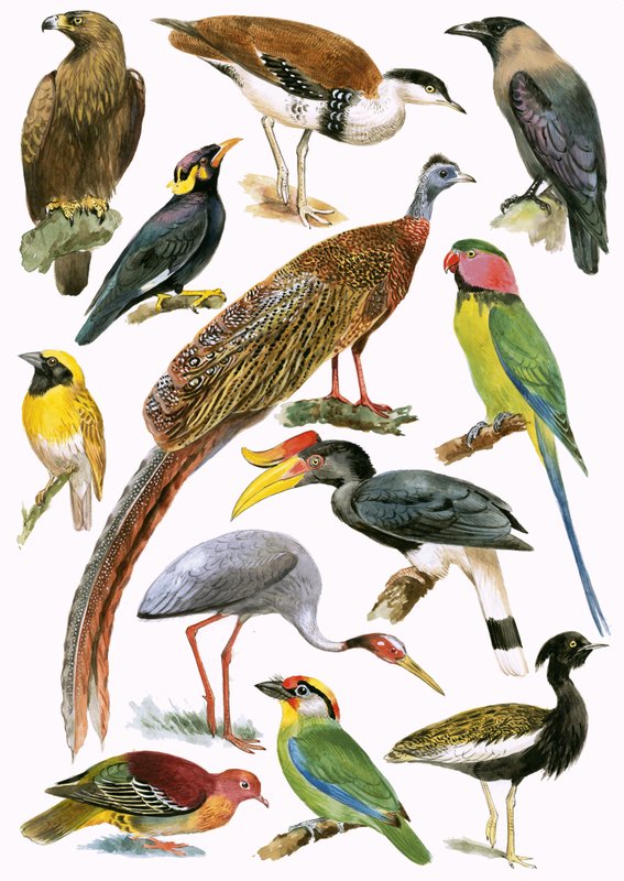 Vögel von English School