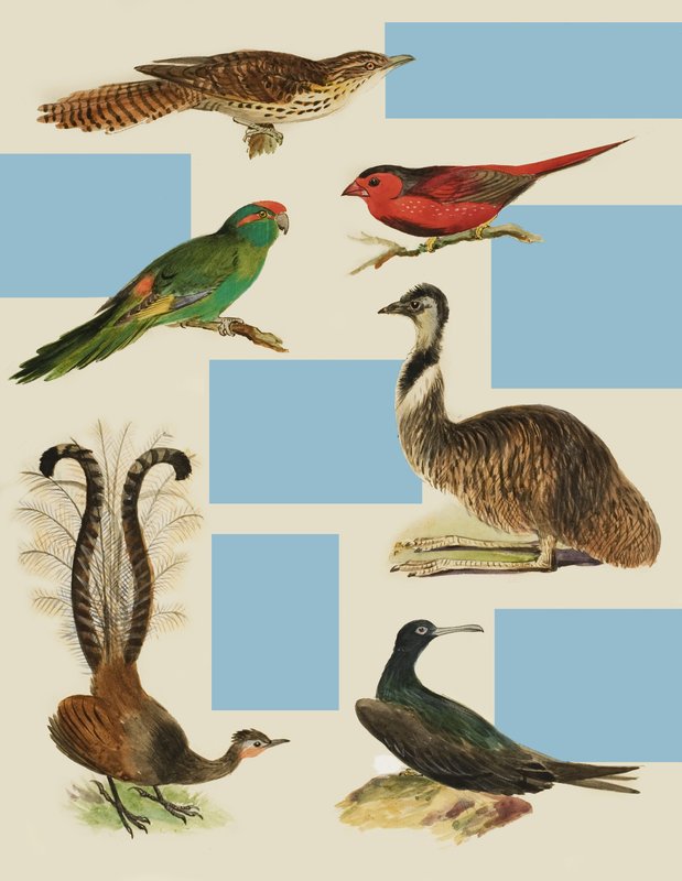 Vögel von English School