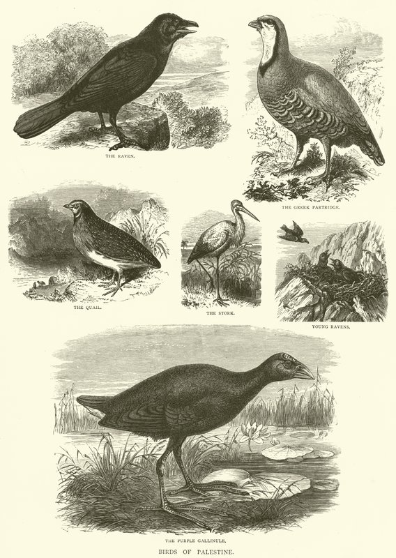 Vögel Palästinas (Gravur) von English School
