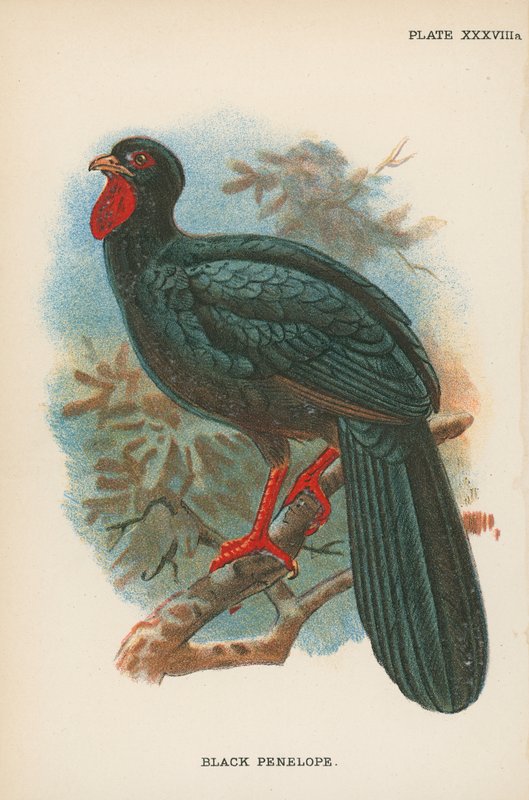 Schwarze Penelope von English School