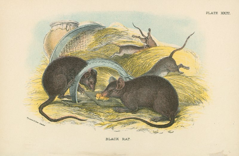 Schwarze Ratte von English School