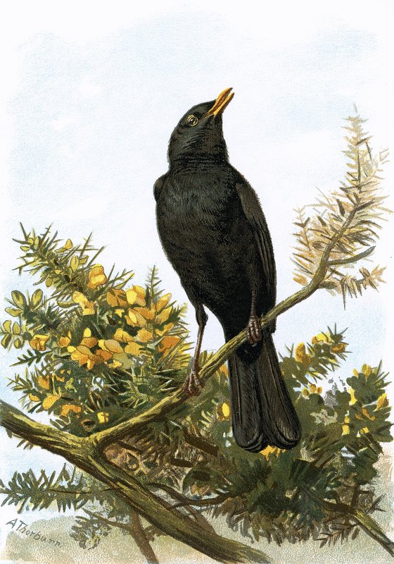Amsel von English School