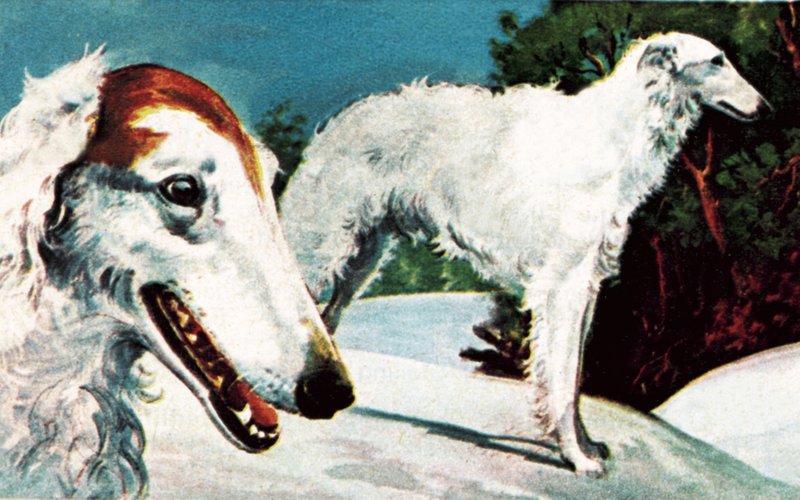 Borzoi von English School