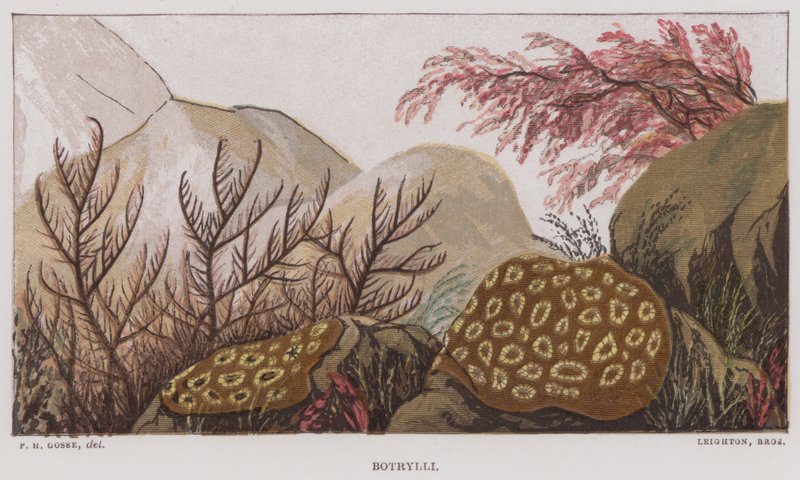 Botrylli von English School