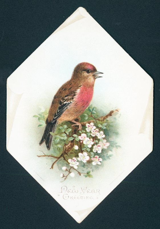 Bergfink von English School