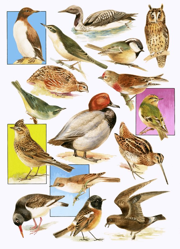 Britische Vögel von English School