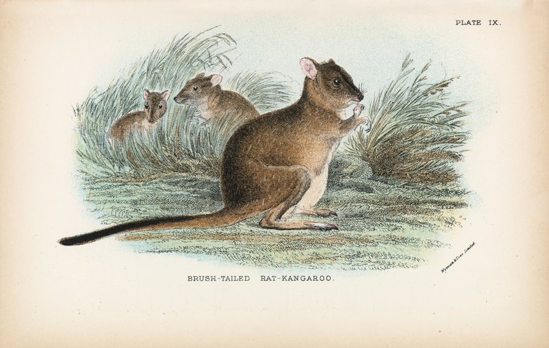 Bürstenschwanz-Rattenkänguru von English School