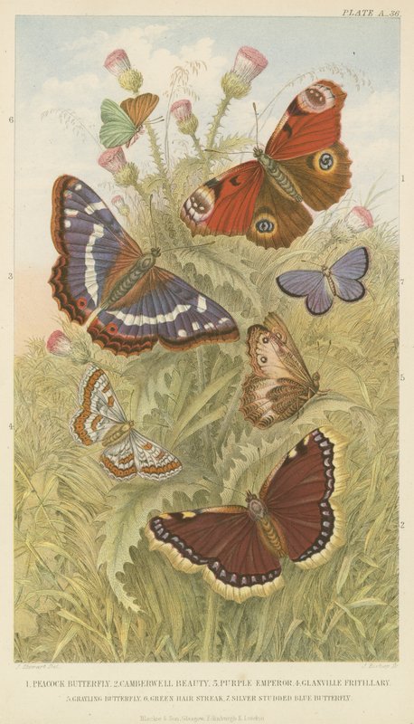 Schmetterlinge von English School