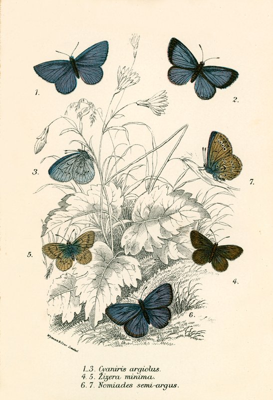 Schmetterlinge von English School