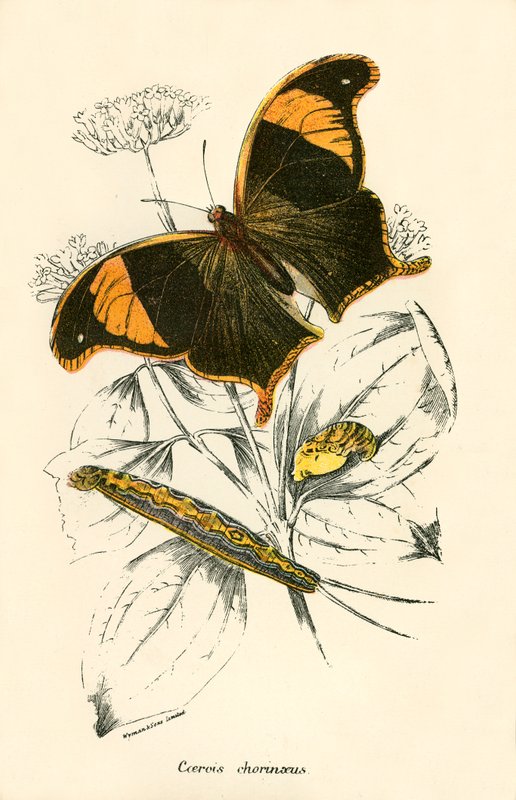 Schmetterlinge von English School
