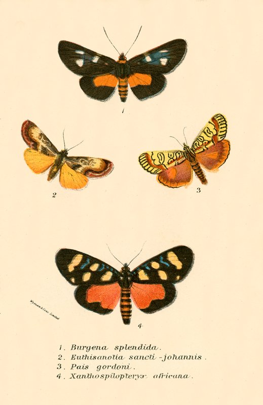 Schmetterlinge von English School