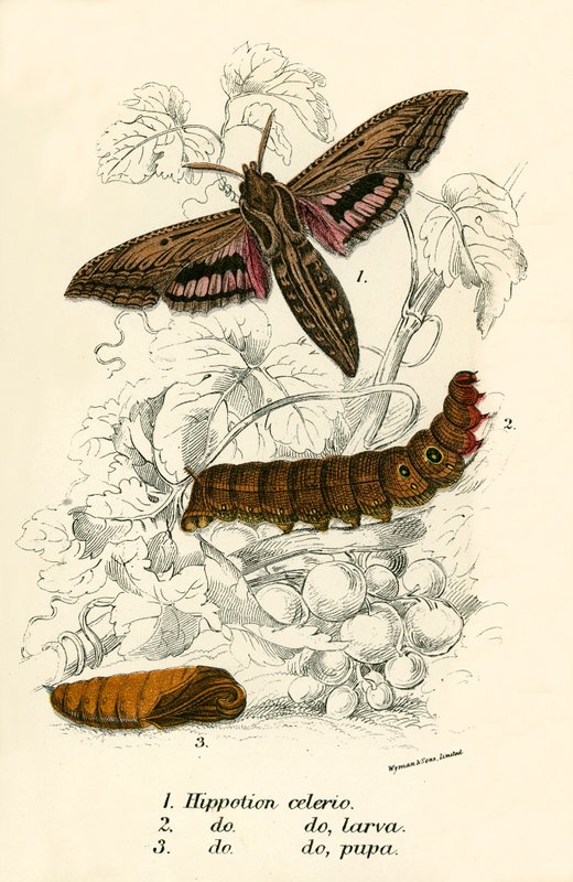 Schmetterlinge von English School