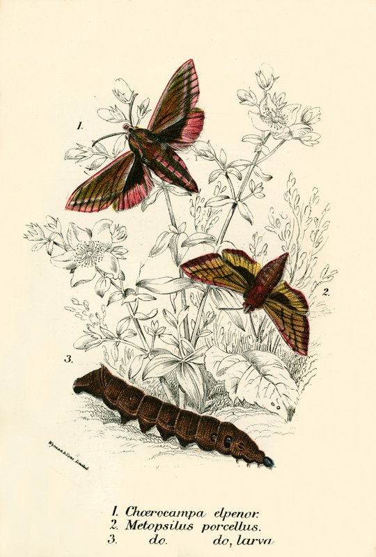 Schmetterlinge von English School