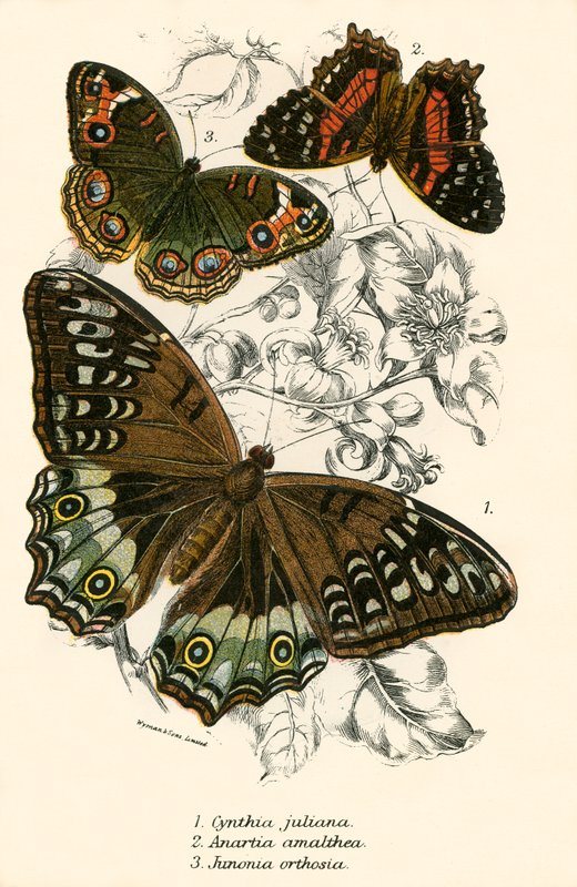 Schmetterlinge von English School