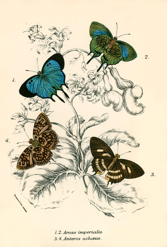 Schmetterlinge von English School
