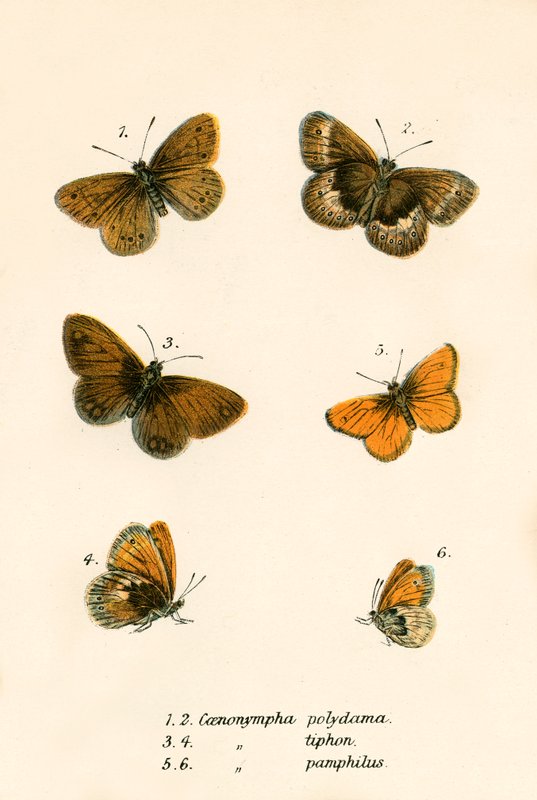 Schmetterlinge von English School