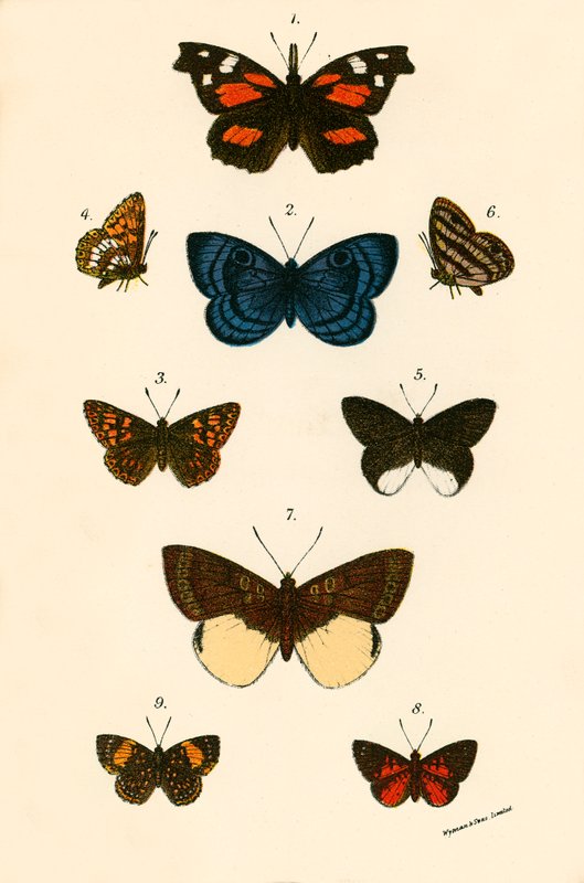 Schmetterlinge von English School
