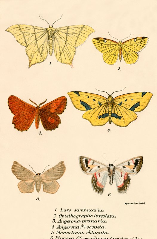 Schmetterlinge von English School