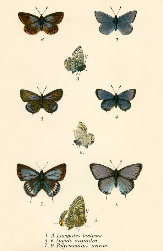 Schmetterlinge von English School