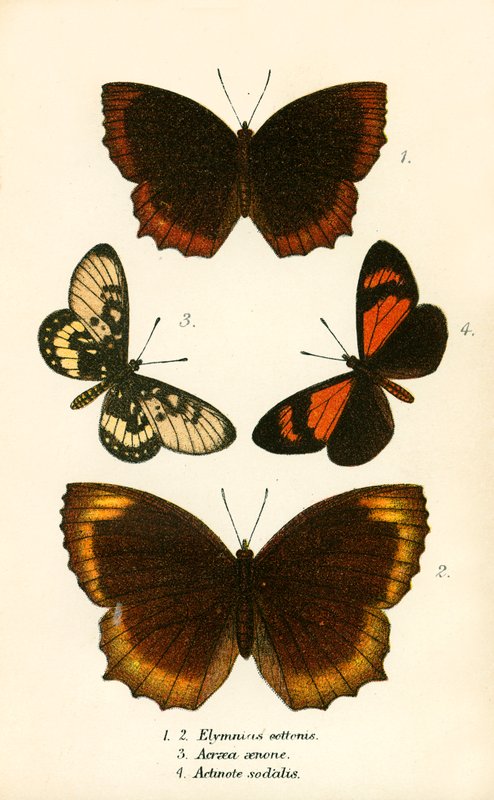 Schmetterlinge von English School
