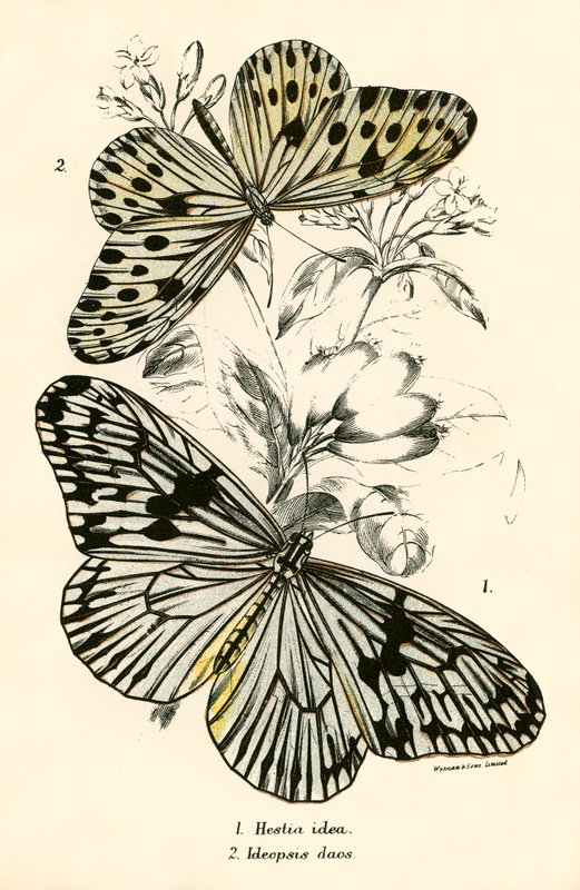 Schmetterlinge von English School