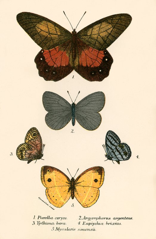Schmetterlinge von English School