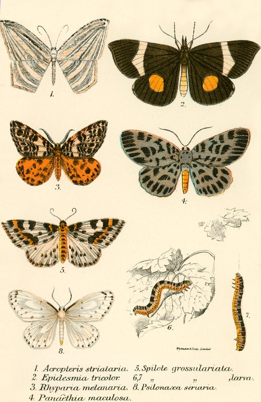 Schmetterlinge von English School