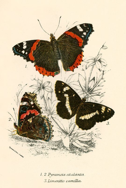 Schmetterlinge von English School