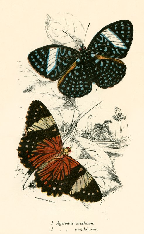 Schmetterlinge von English School