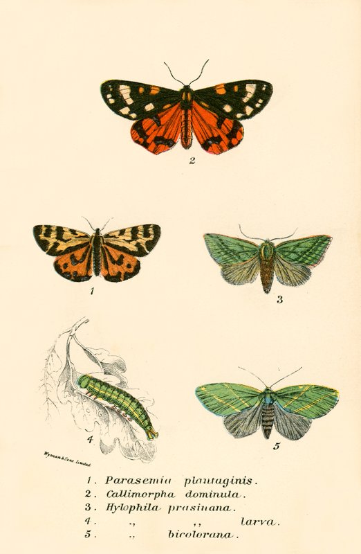 Schmetterlinge von English School