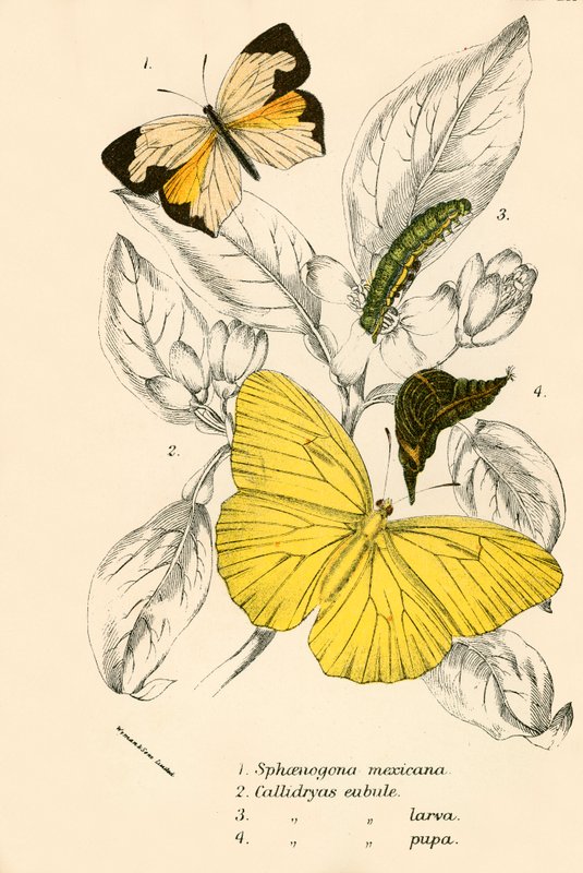 Schmetterlinge von English School