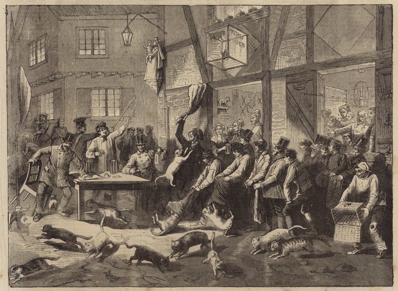 Katzenrennen in Lüttich von English School